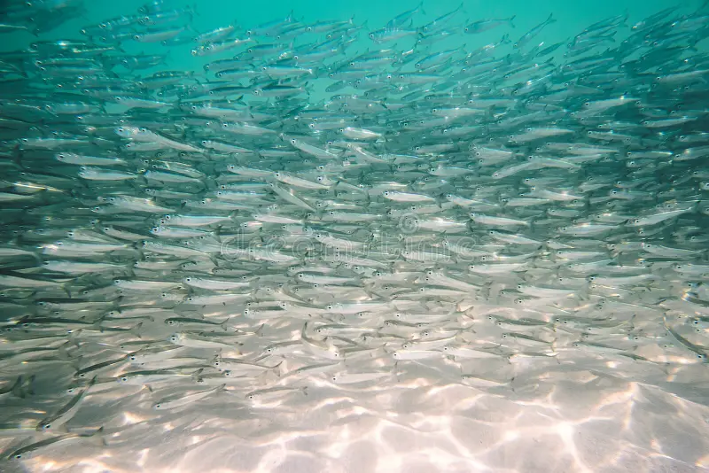 Cardume de peixes